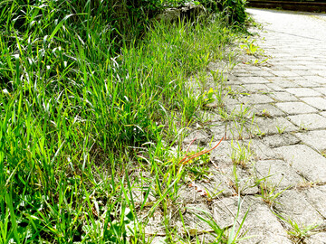 Unerw�nschter Wildkraut-Aufwuchs l�sst sich auch ohne Chemie beseitigen.