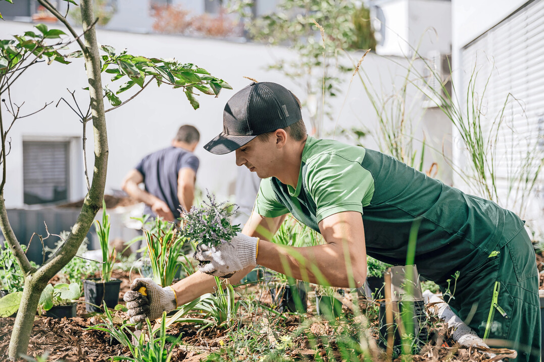 Staudenpflanzungen gehören zu einer Hauptbeschäftigung.