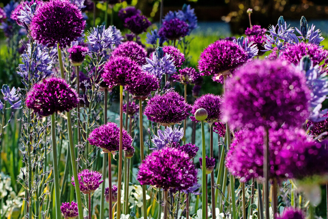 Auch
<i>Allium</i>
und
<i>Camassia </i>
dürfen nirgends fehlen.