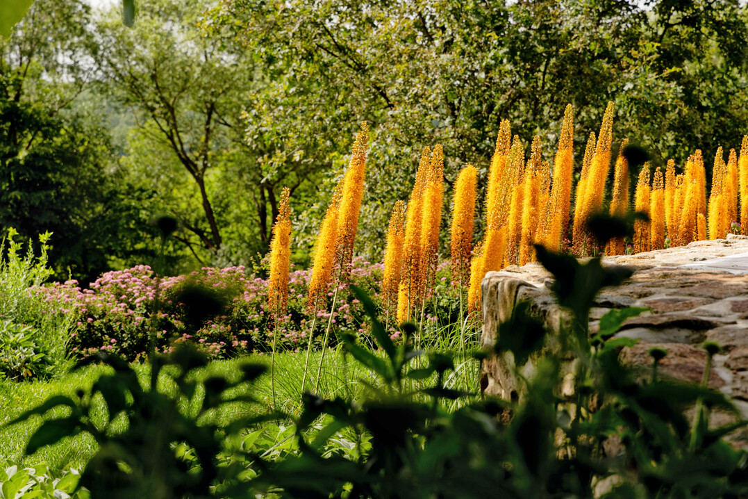 Geophyten wie
<i>Eremurus</i>
gehören zu Rohleders Lieblingspflanzen.