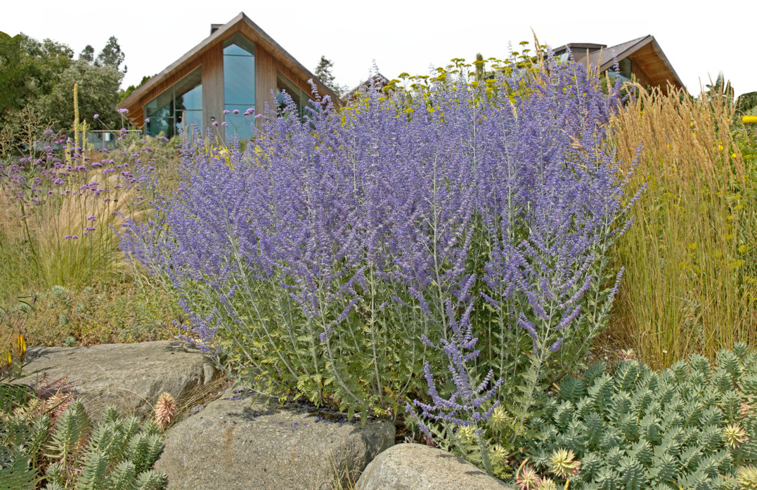 Gerade in sonnigen, trockenen Lagen machen Blauraute (hier: �Blue Spire�) eine gute Figur