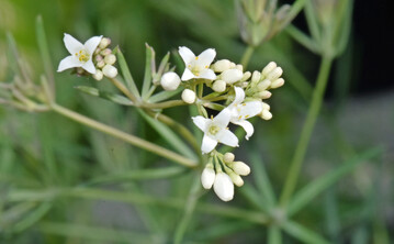 Galium glaucum, Einzelbl�ten