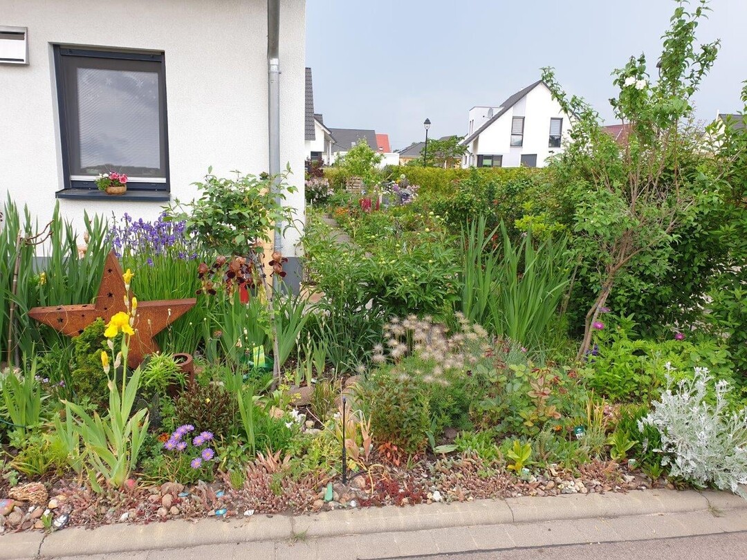   Vorgarten in einer neu erbauten Wohnsiedlung