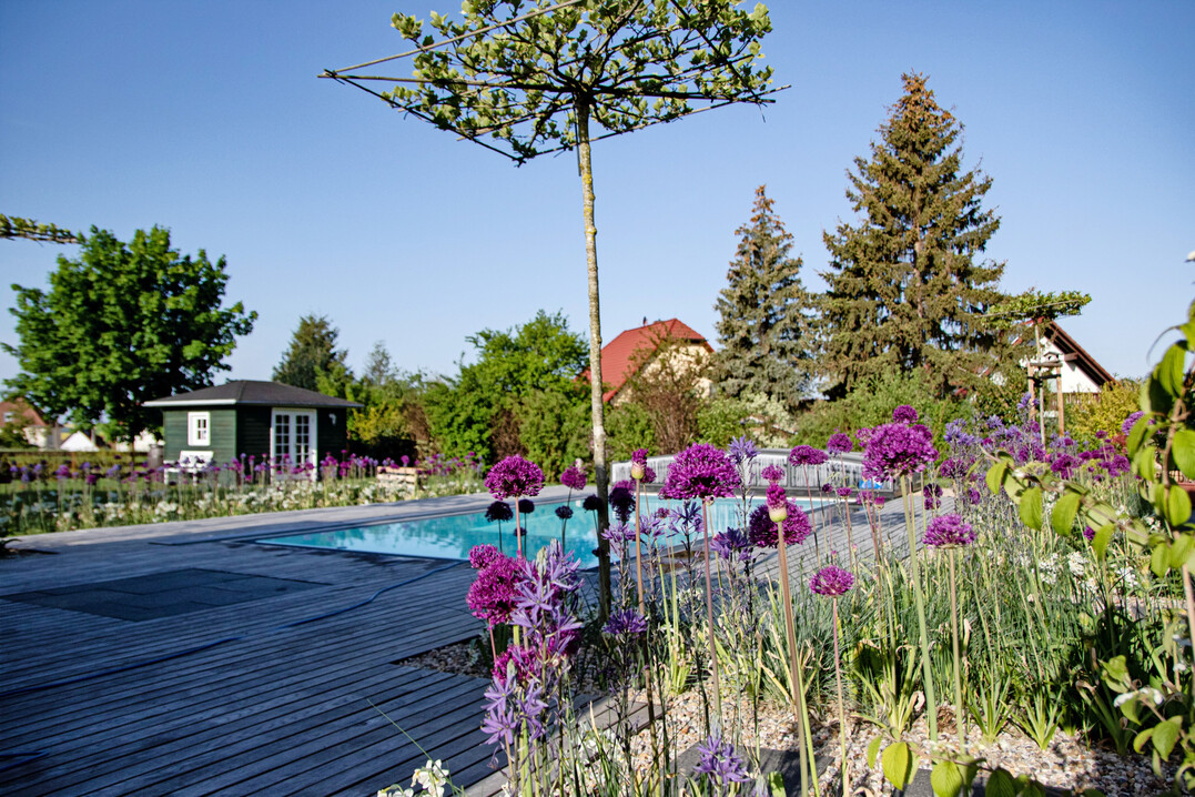 Auch 
<i>Allium</i>
 und 
<i>Camassia </i>
d�rfen nirgends fehlen.