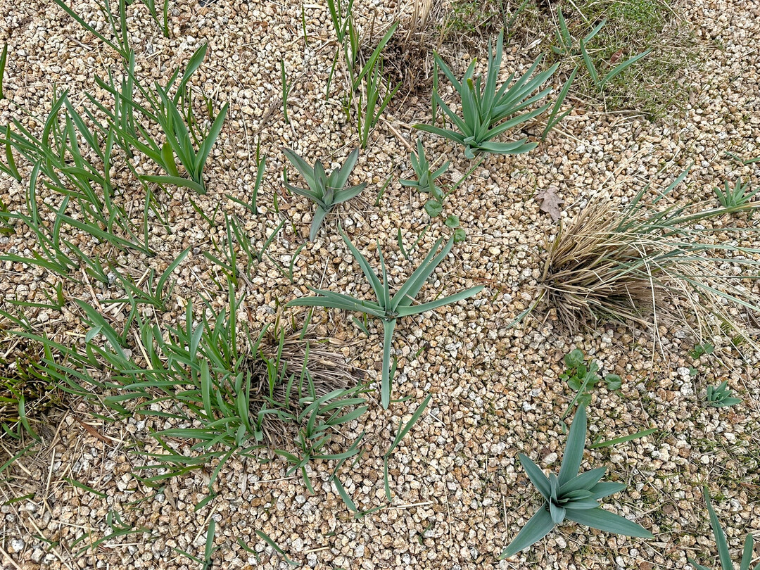 Gelber Granitsplitt aus der Region kommt bei Rohleder gerne als mineralischer Mulch zum Einsatz.