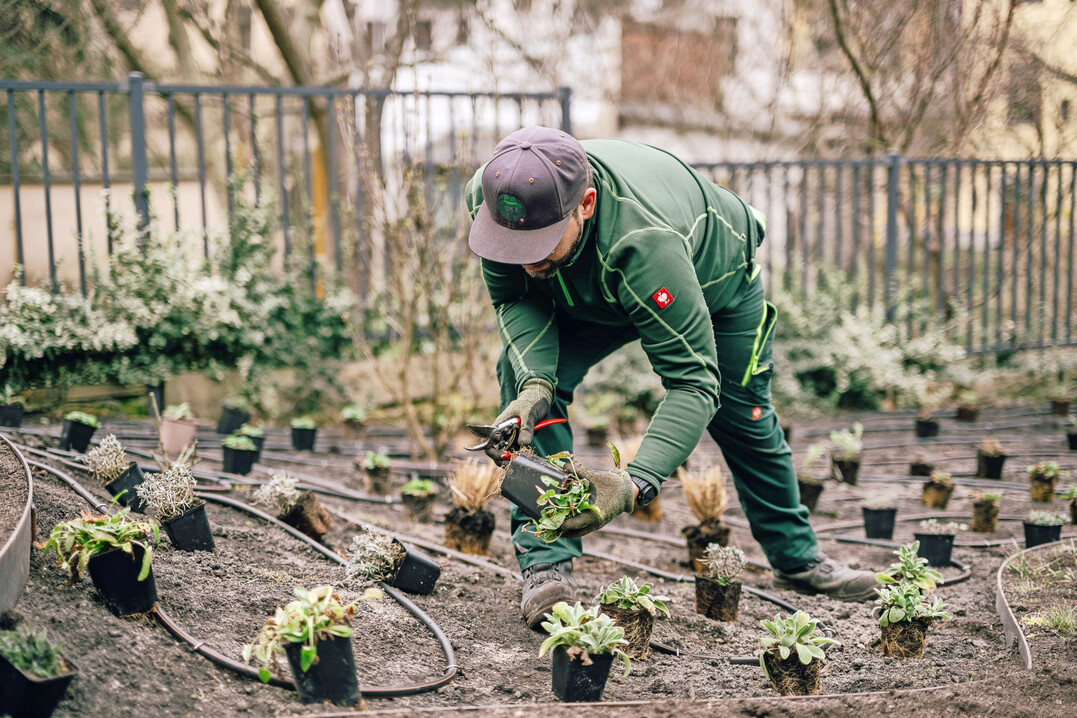 In einem G�rlitzer Innenhof soll ein Staudengarten f�r Mieter entstehen.