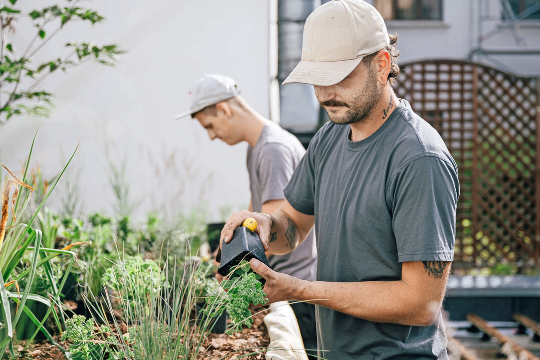 Staudenpflanzungen geh�ren zu einer Hauptbesch�ftigung.