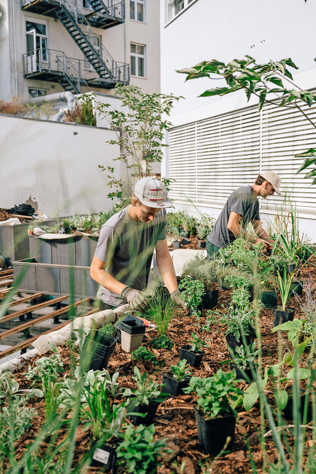 Staudenpflanzungen geh�ren zu einer Hauptbesch�ftigung.
