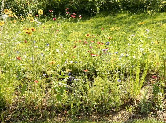 Beim Rasen scheiden sich die Geister: Whrend etwa 4 von 10 Gartenbesitzern (41 %) auf einen ordentlich gemhten bzw. englischen Rasen Wert legen, frdern etwa genauso viele der Befragten die biologische Vielfalt in ihren Grten mit einer Blumenwiese statt mit einem grnen Einheitsrasen (42 %)