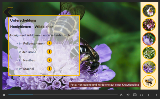 Screenshot der Lernanwendung: Wie unterscheidet sich die Honigbiene von den Wildbienen?