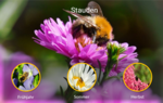Screenshot der Lernanwendung: Welche insektenfreundlichen Stauden gibt es?