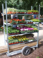 Gräser, Heide, Cyclamen und – seit der Iga Rostock 2003 – auch Capsicum stehen auf dem Herbstprogramm der Friedhofsgärtner.