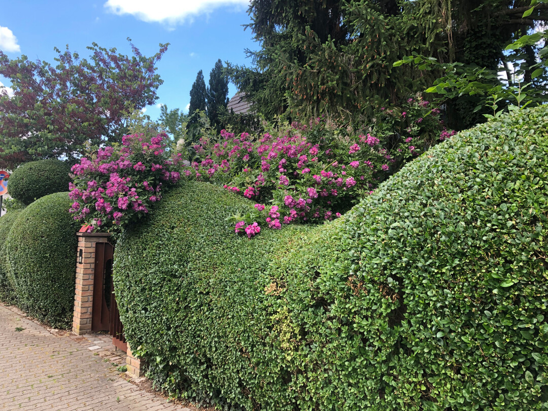 Gartenanlage von 
ProNatur in Heidelberg