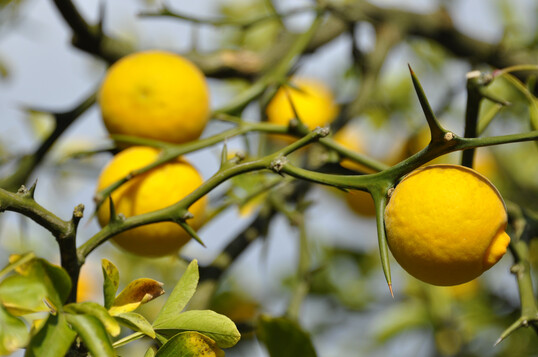 <i>Poncirus trifoliata</i>