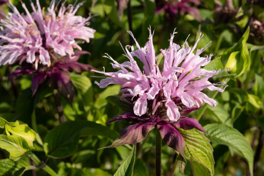 <i>Monarda didyma</i>