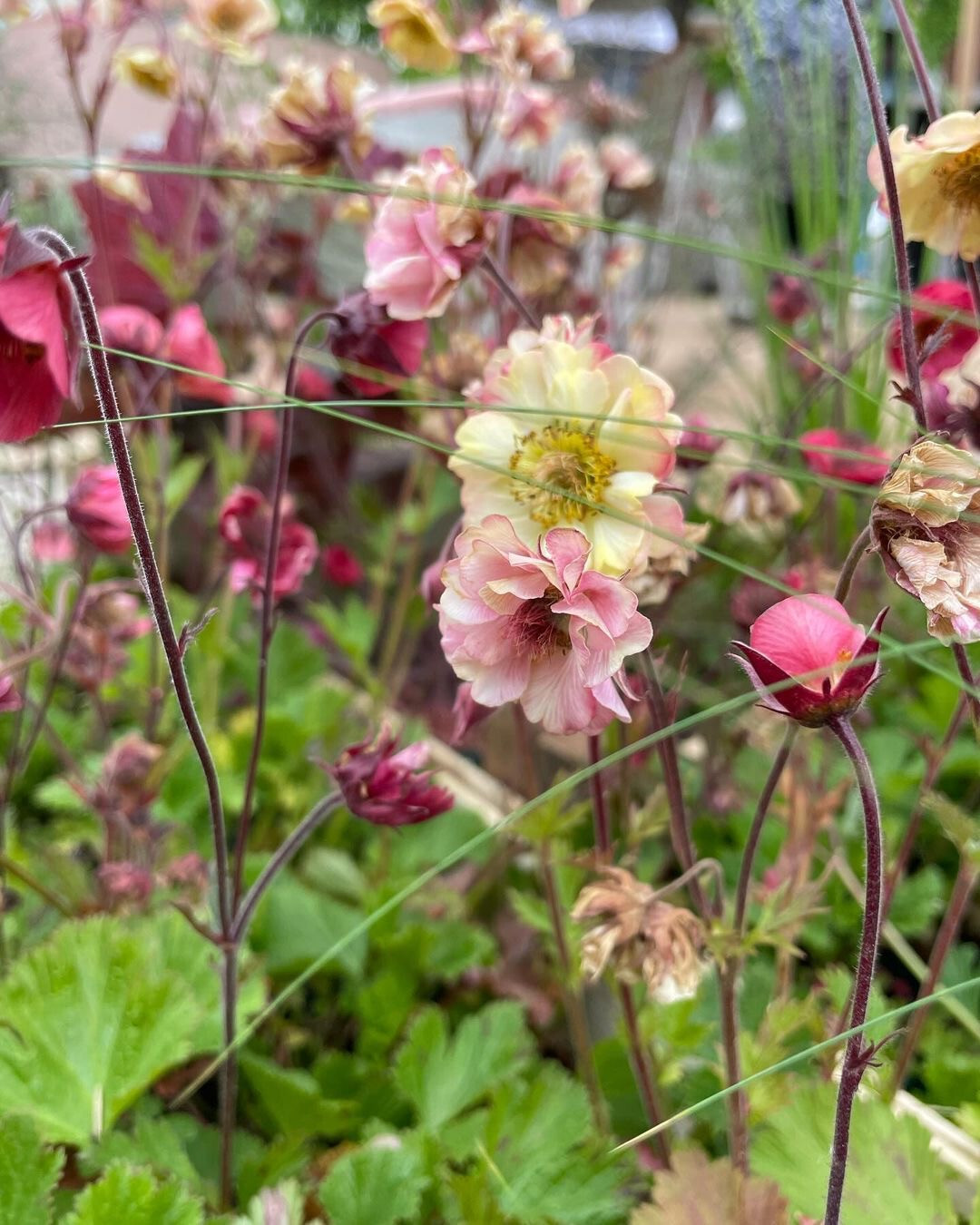 Showgarten Frstenfeld