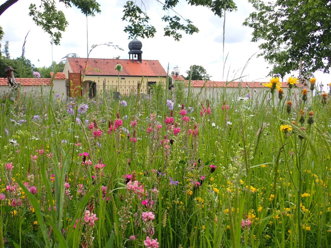 Artenreiche, 4-jhrige Wiese im ffentlichen Raum vor einem Friedhof etwa ein bis zwei Wochen vor dem ersten (Teil-)Mhtermin