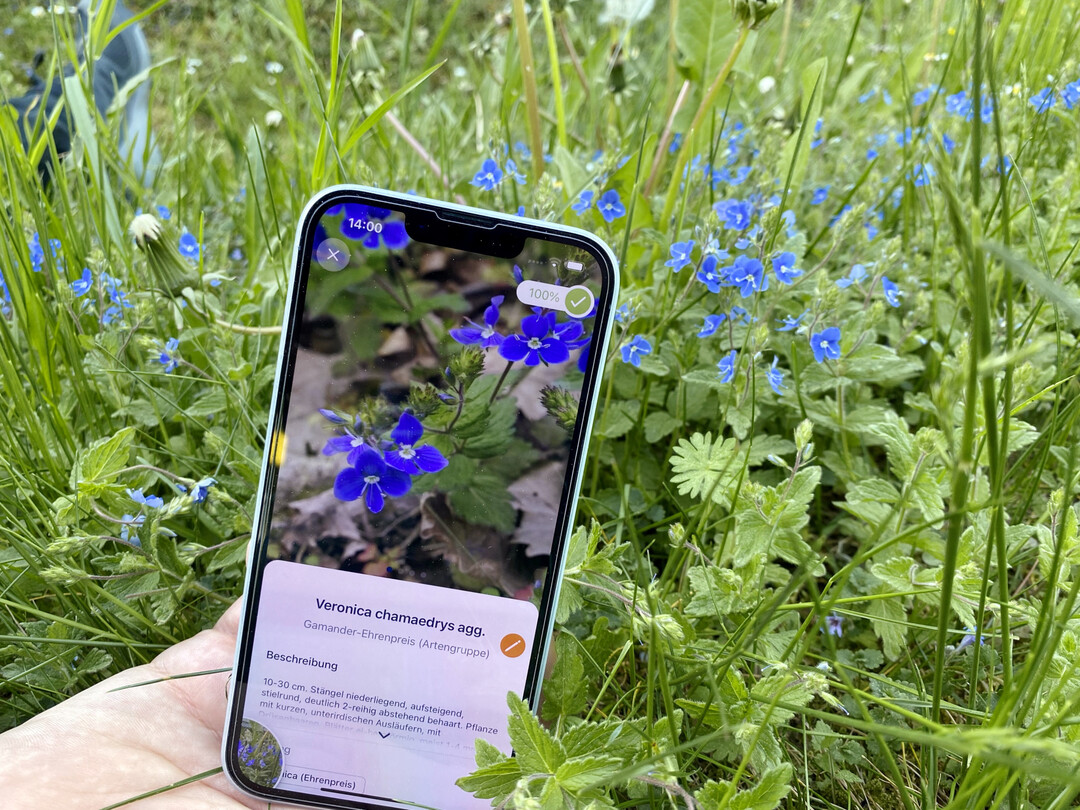 Pflanzenbestimmungs-App Flora Incognita