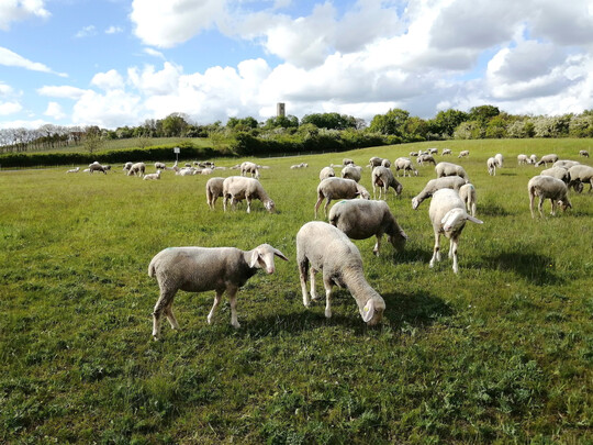 Auch bei der Beweidung spielt die abschnittsweise Vorgehensweise eine wichtige Rolle fr die Biodiversitt.