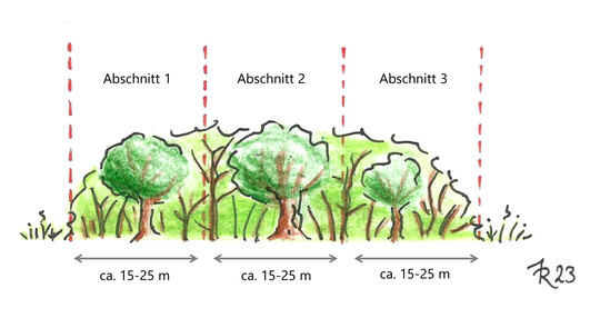 Beispielhafte Untergliederung einer naturnahen Hecke in Lngsrichtung in Pflegeabschnitte geeigneter Lnge.