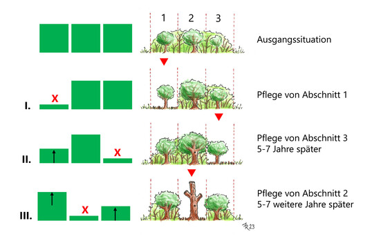 Beispiel-Schema fr den mglichen Ablauf der abschnittsweisen Pflege einer naturnahen Hecke