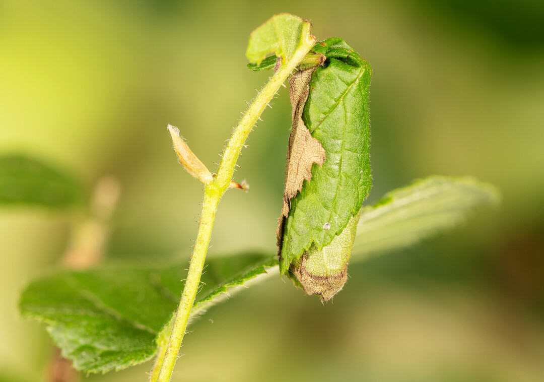 Der Haselblattroller (
<i>Apoderus coryli</i>
) bildet bevorzugt an der Haselnuss kunstvoll gefaltete und gerollte Blattwickel, in dessen Innern sich die beinlose Larve zum Käfer entwickelt.