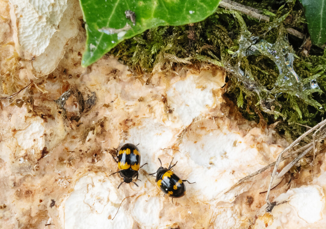 Der Gelbbindige Schwarzkäfer (
<i>Diaperis boleti</i>
) ernährt sich sowohl als Larve als auch Käfer nahezu ausschließlich vom Schwefelporling (wie hier) oder Birkenporling.