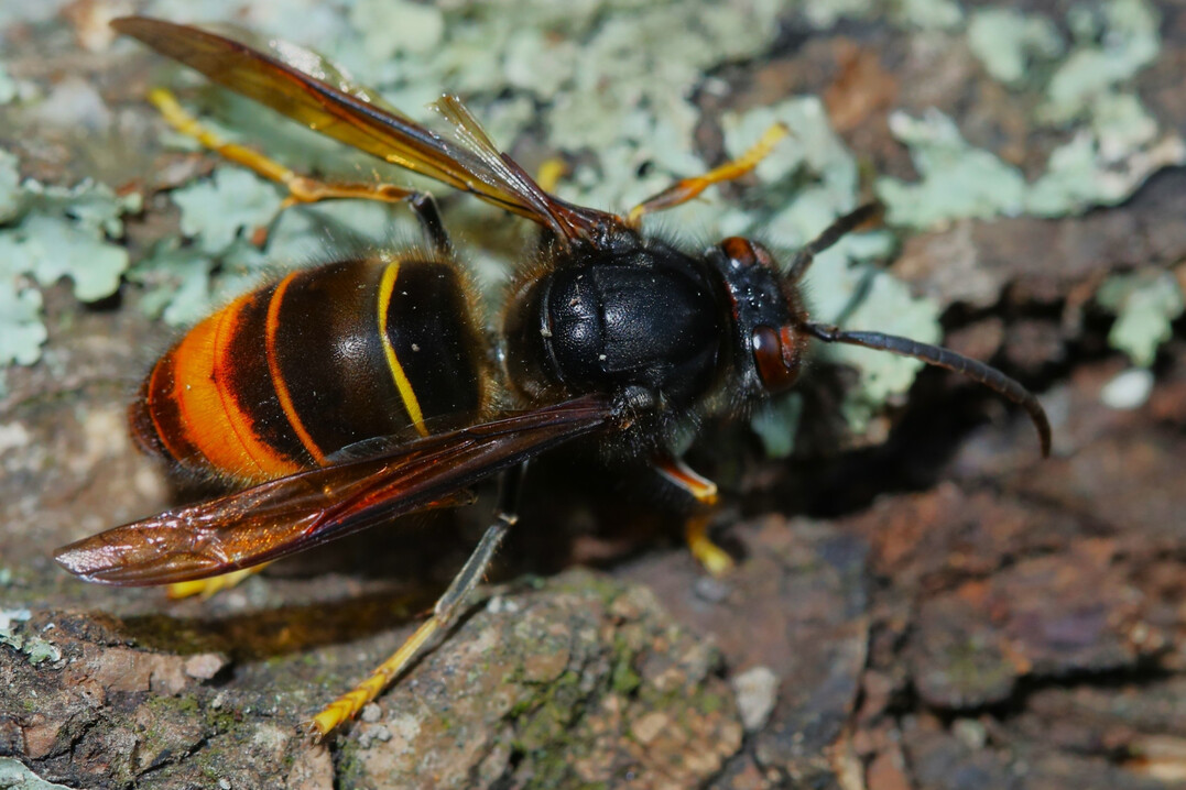 Asiatische Hornisse

Vespa velutina nigrithorax, the Asian hornet.