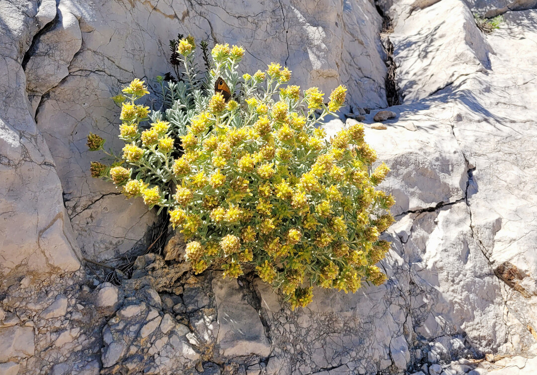 Teucrium aureum