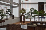 Mit einer Großen Goldmedaille der Deutschen Bundesgartenschaugesellschaft (DBG) für die Vielfalt der unterschiedlichen Gestaltungsformen und die hohe Breite der ausgestellten Bonsai wurde die Bonsai Werkstatt Busch aus Düsseldorf geehrt.