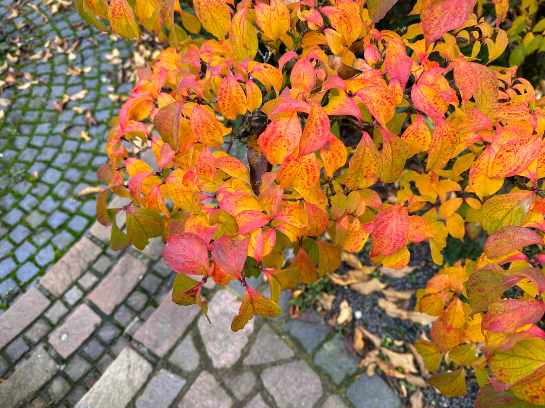 Grten fr Augen und Seele