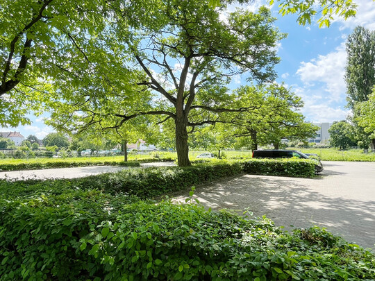 Hier mchte man gern parken  die ungewhnlich breit gewachsenen Robinien beschatten den Platz gut. Die Pflanzstreifen sind offenbar breit genug, um die Bume zu versorgen. Die Strucher schtzen die Bume.