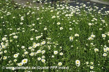 Chrysanthemum leucanthemum [L.]<BR>
Rubrik: Habitus<BR>
Gre: 2000x1312 Pixel<BR>
Typ(Profil): JPG (Adobe RGB)