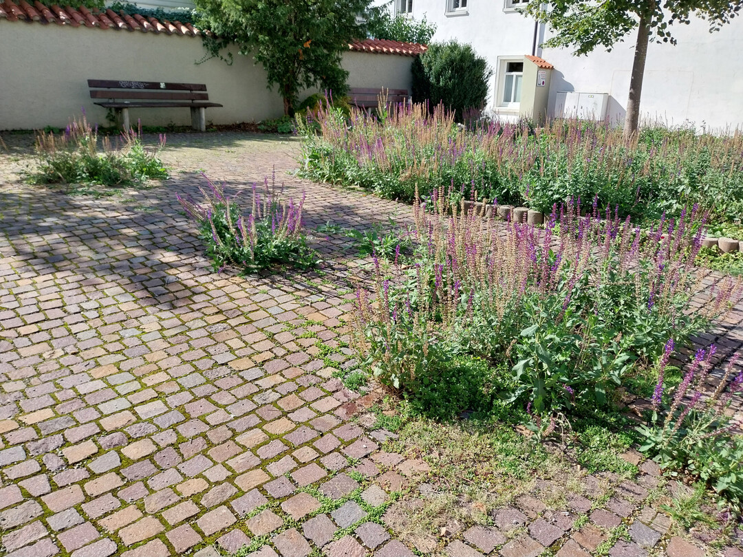 Wer mchte hier von Unkraut sprechen? Dieser Salbei wchst dank genug Feuchtigkeit sogar im Pflaster.