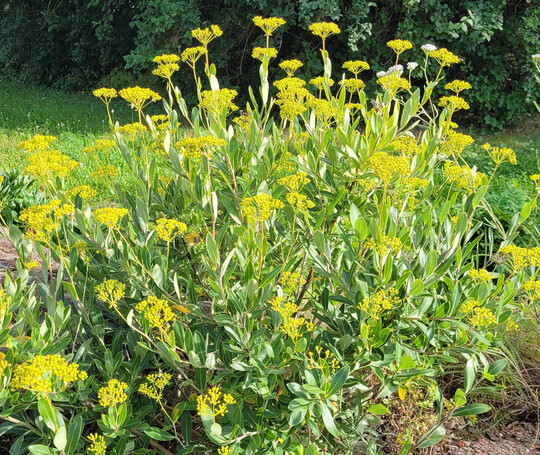 Bupleurum fruticosum