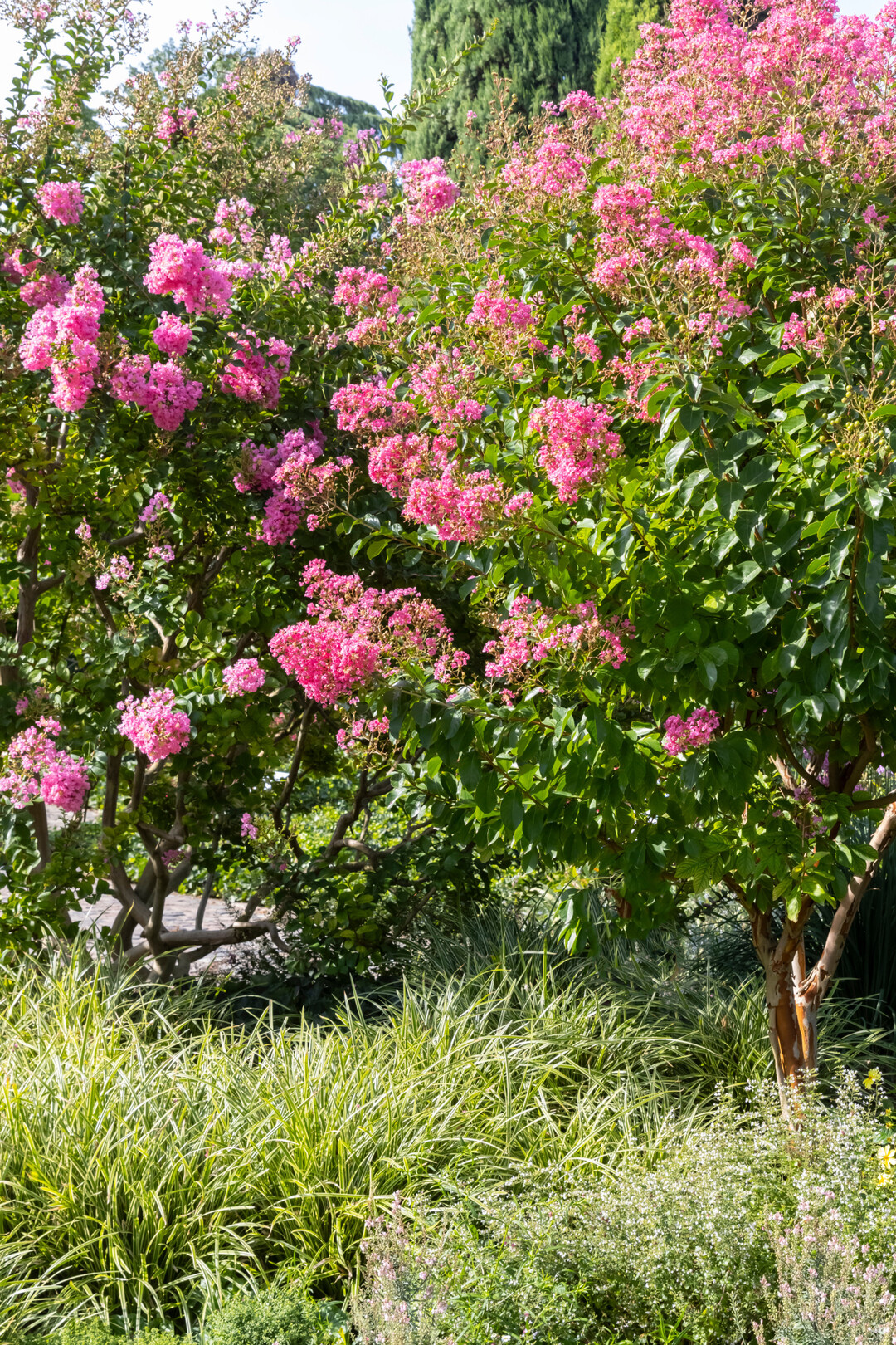 Kreppmyrte, Lagerstroemia