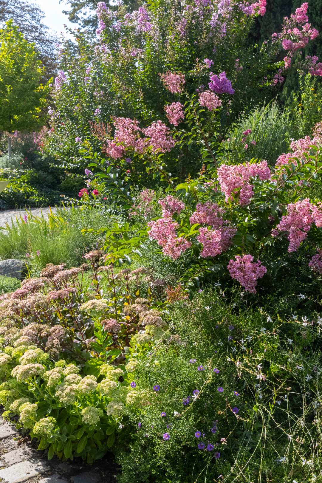 Kreppmyrte, Lagerstroemia