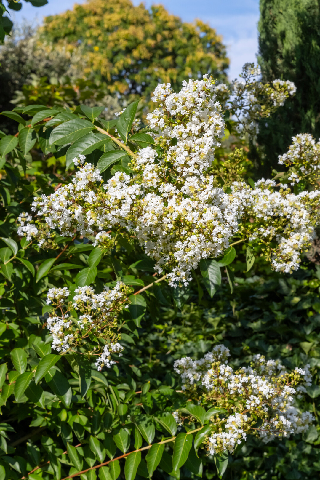 Kreppmyrte, Lagerstroemia