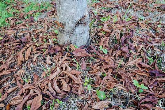 Das Herbstlaub als berwinterungsquelle nutzen die Miniermotte und der pilzliche Blattbruneerreger an der Kastanie.
