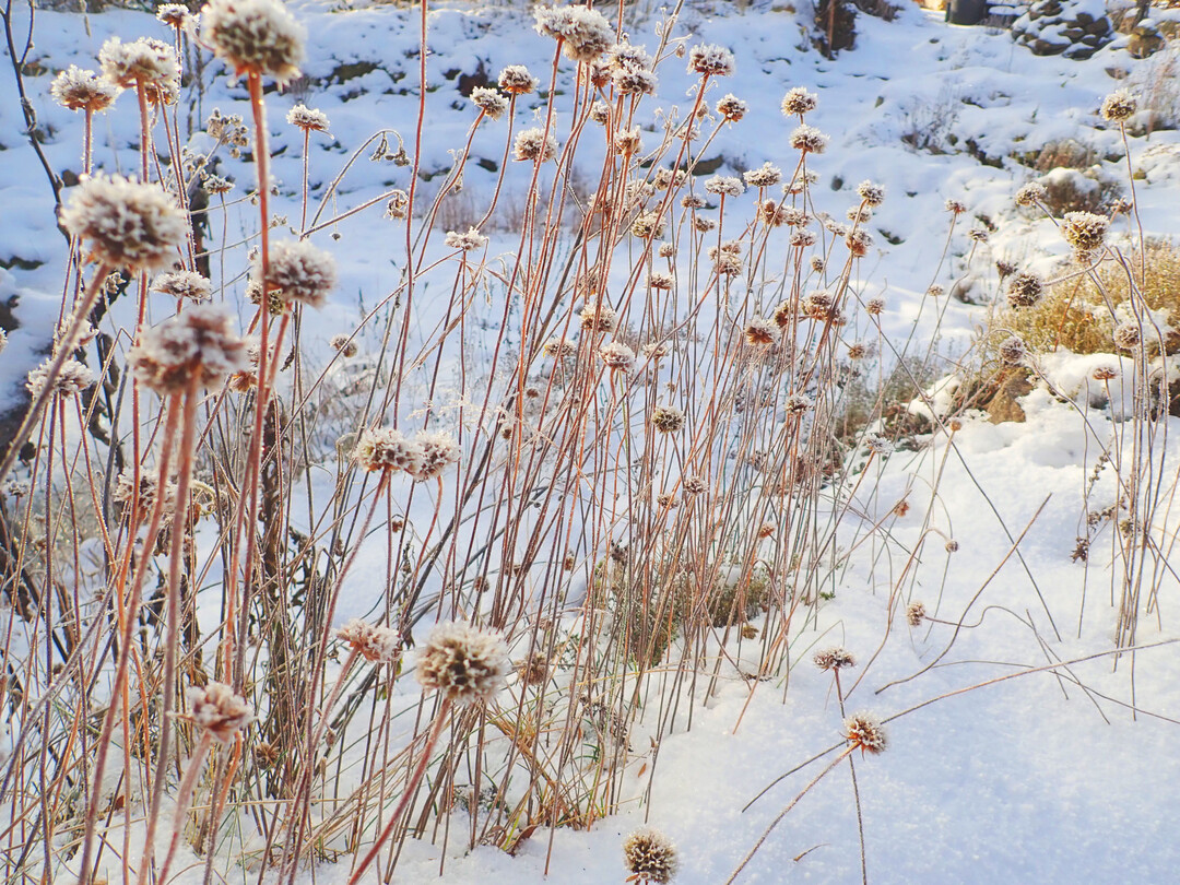 Wer mavoll pflegt, verschafft seinen Kunden attraktive Winteraspekte und sorgt fr Biodiversitt.