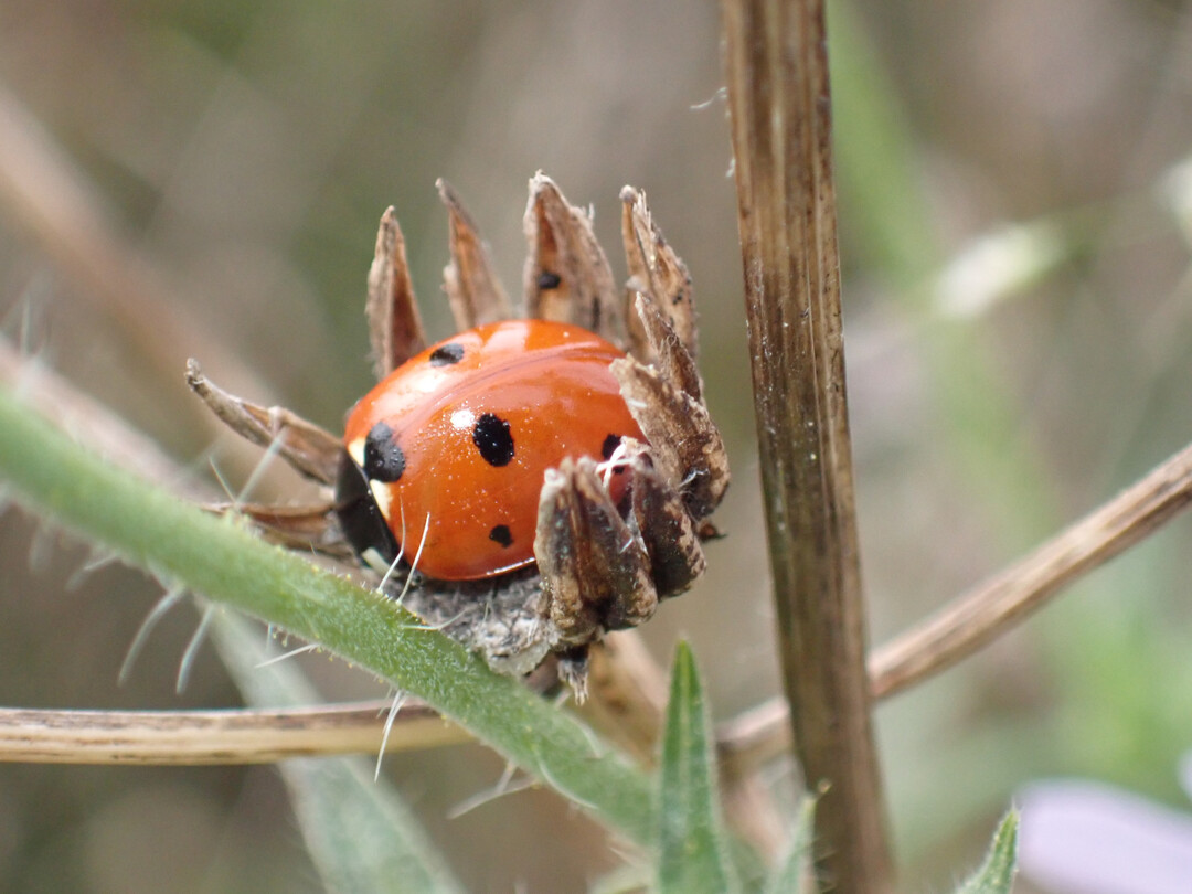 Stengel und Samenstnde sind Rckzugsorte fr Insekten.