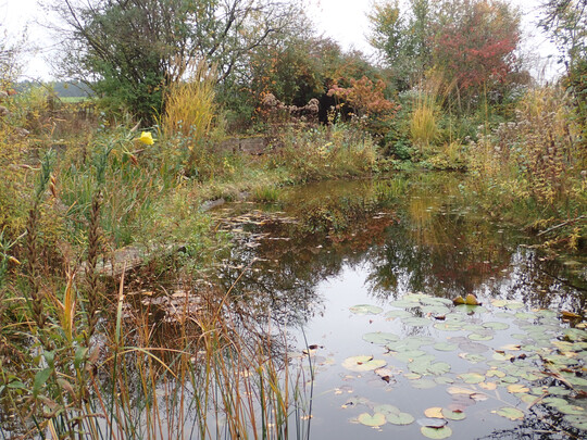 In naturnahe Teiche wird mglichst wenig eingegriffen. Netze knnen das Gewsser vor Verschlammung bewahren.