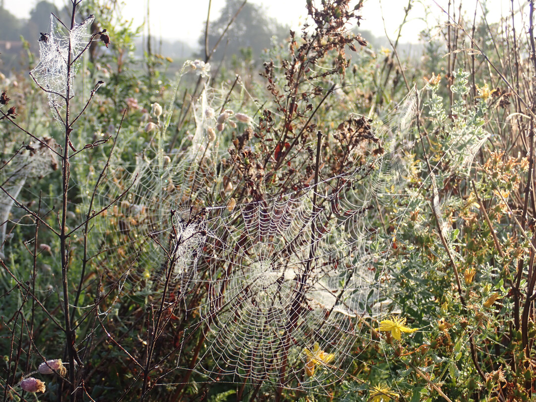 Im ungemhten Saum gibt es auch im Herbst und Winter viel zu sehen.
