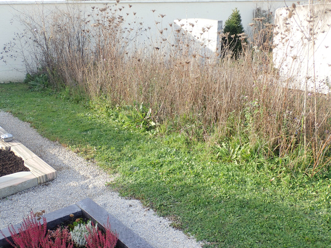 Ein Habitatstreifen ist Rckzugsort auch in intensiver gepflegten Flchen.