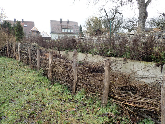 Betonmauer mit Totholzwall im Aufbau  bewohnt von Zaunknigen