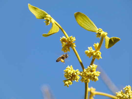 Bienen fliegen hauptschlich mnnliche Mistelblten an