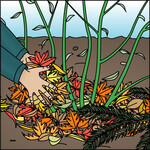 Laub schützt das Herz empfindlicher Stauden vor Frosteinwirkung.