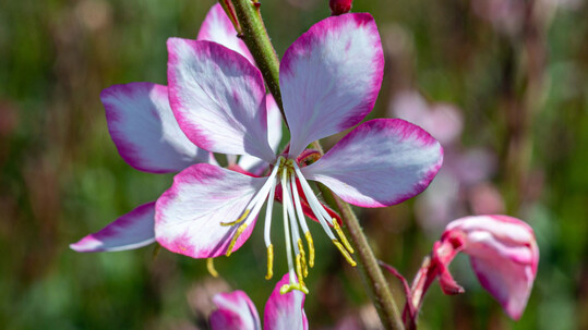 <i>Gaura lindheimerii</i>
 Rosy Jane