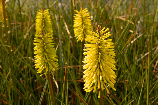 <i>Kniphofia uvaria</i>
 Dorset Sentry
