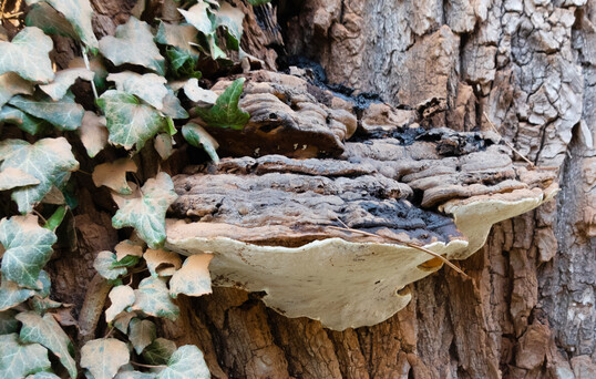 Baumpilze wie der abgebildete Flache Lackporling (
<i>Ganoderma applanatum</i>
) haben kein gesondertes Winterquartier  sie leben ganzjhrig im Baum.
